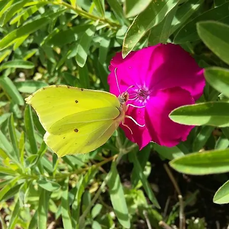 Pichler 아파트 라드스타드트